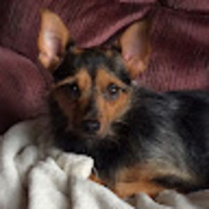 Meet your Posher, Ronald